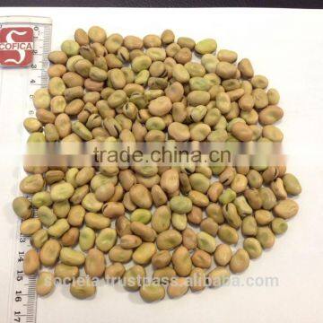 Australian Faba Beans, Fava Beans, Vicia Faba photo-5