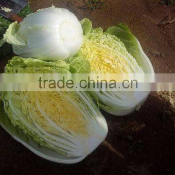 Chinese Cabbage photo-2