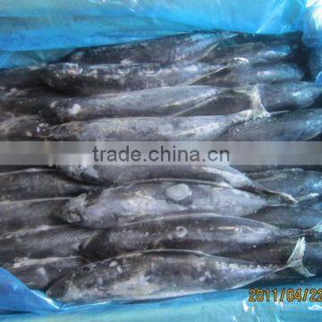 Frozen BQF bonito tuna fish