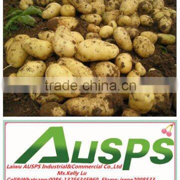 China Fresh Potato With Best Price