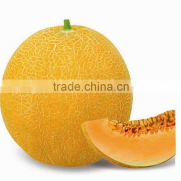 Hybrid muskmelon seeds hami melon for sale honey No.3