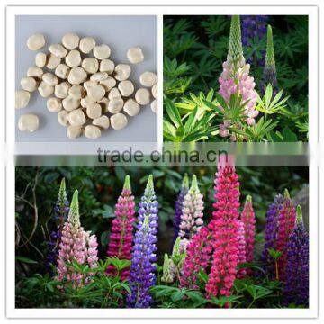 Lupinus micranthus Guss flower seeds