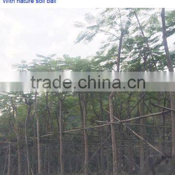 Delonix Regia Grow Bag Trees photo-2