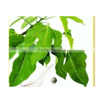 Boat-fruited Scaphium seed china herb