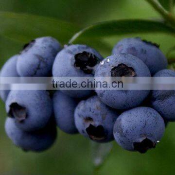 100% Pure Natural Blueberry Exyract Powder