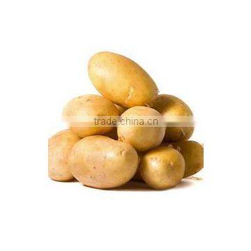 Chinese Holland Potato in Hot Sale