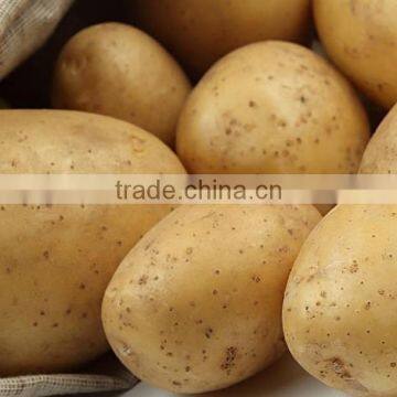 Fresh Bulk Potatoes for Sale 2016 Crop photo-5