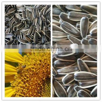 Sunflower Seeds 363 long Shape 2015 New Crop