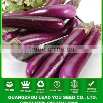 E18 Changfeng no.2 long purple eggplant seeds, best eggplant seeds for sale