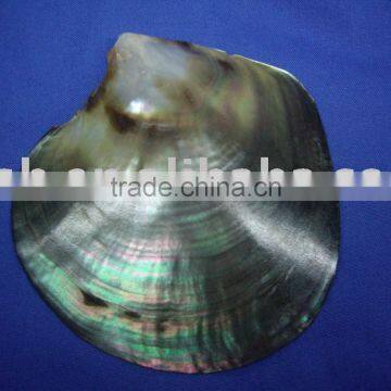 polished black Tahiti mother of pearl raw shells