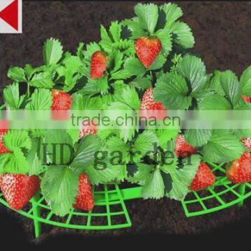 Strawberry Support photo-5