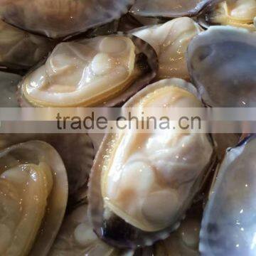 Whole Shell and Whole Cooked Clam in Season for Sale photo-2