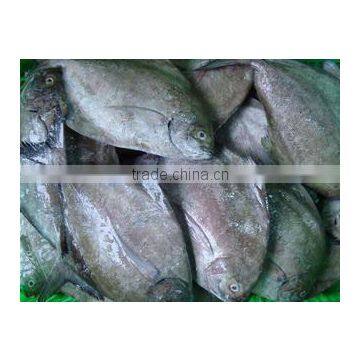 BLACK POMFRET/ CHANDA/ BUTTERFISH photo-3