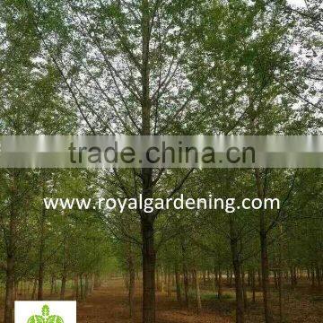 Ginkgo Biloba ( Deciduous Tree) for Cold Climate Landscaping Wholesale Export