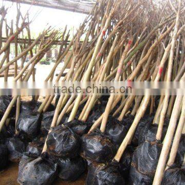 lagerstroemia indica 2m trunk for loading