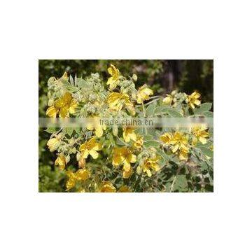 Cal.Sennosides Extract photo-3