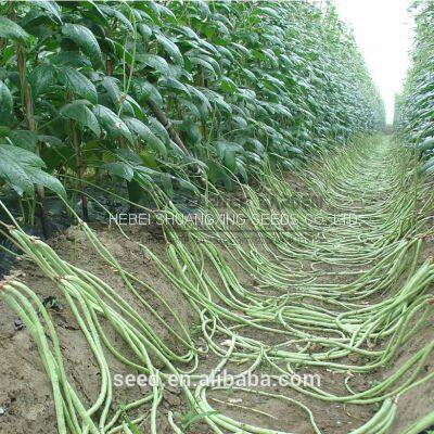 Wide Adaptability Early Maturity Four Seasons Long Green Bean Seeds for Planting photo-4