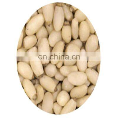 Byloo Pakistani Chilgozah / Chillgoza / Chilgoza / pine nuts From china or Pakistan