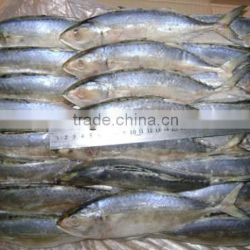 Frozen WR Indian mackerel export