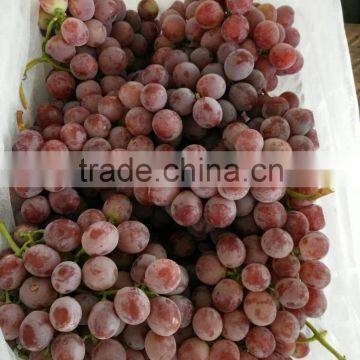 Chinese Fresh Fruits Grape Yunnan Red Grapes