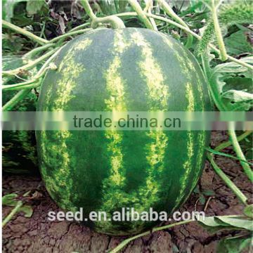 RF Oblong Seedless Watermelon seed