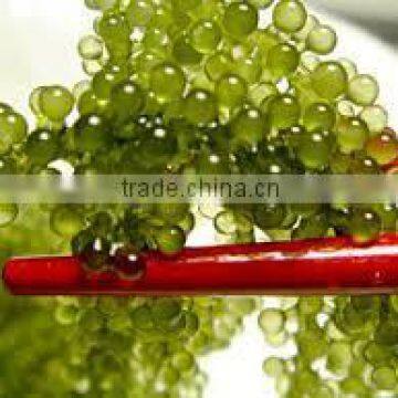 SEA GRAPE - COMPETITIVE PRICE-BEST PRICE