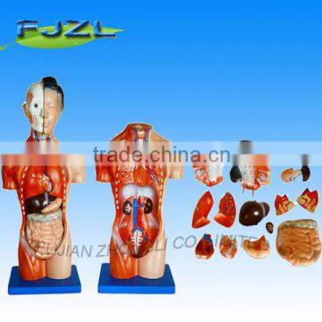 15parts 42cm Female Torso model/human anatomical medical teaching model