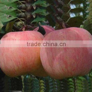 Hot sale apple fruit