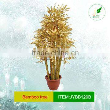 Group golden bamboo plant in plastic pot