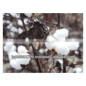 Raw Cotton