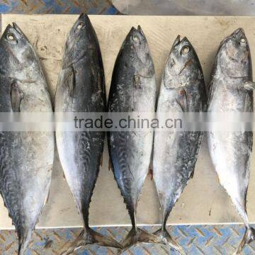 TOP Qualiyt 750g up Frozen Bonito Tuna for Market