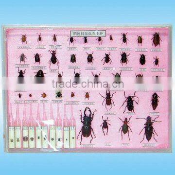 50 kinds of coleopteron specimen