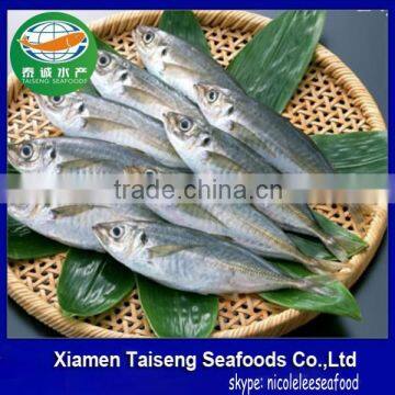 New Catch Stock Chinese Canned Frozen Horse Mackerel Fish