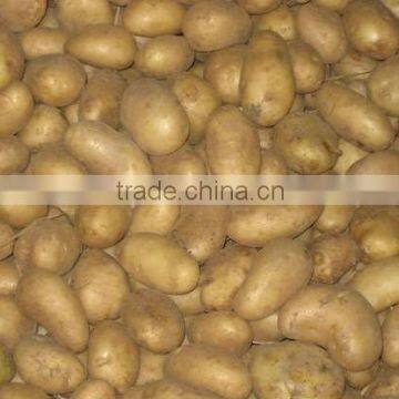 Fresh Potatoes