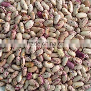 light speckled kidney beans,rose coco beans,speckled kidney beans