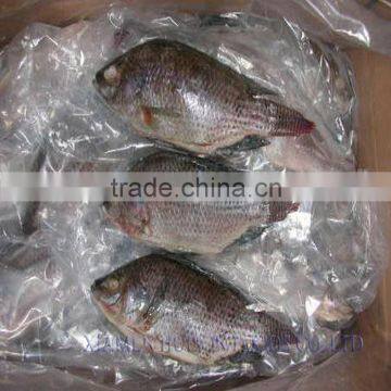 Gutted & Scalled black Frozen Fresh Black Tilapia Fish from China