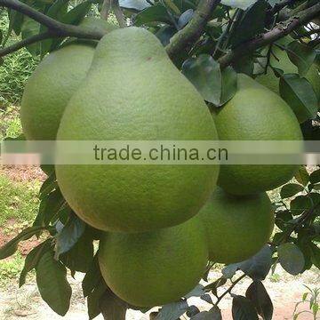 Shatian Pomelo