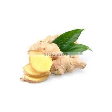 Ginger Oil Oleoresin