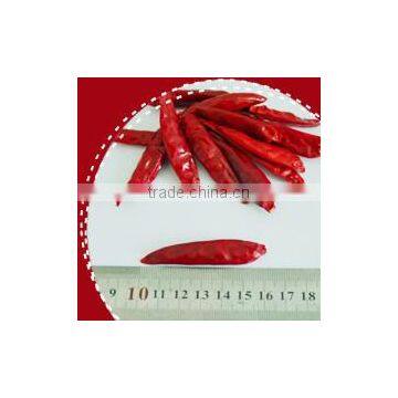 2013 new Whole xinyidai Chilli