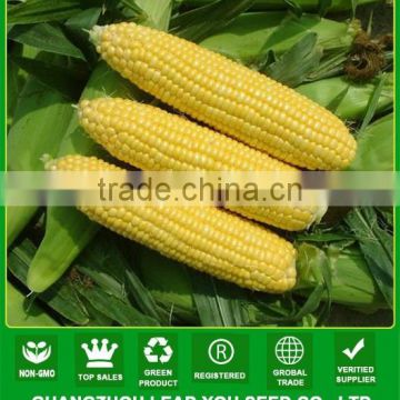 CO06 Taiwan No.28 yellow super sweet corn seeds sales