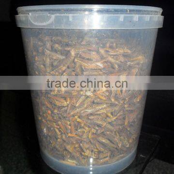Pet Bird Food Vacuum Dried Grasshopper photo-3