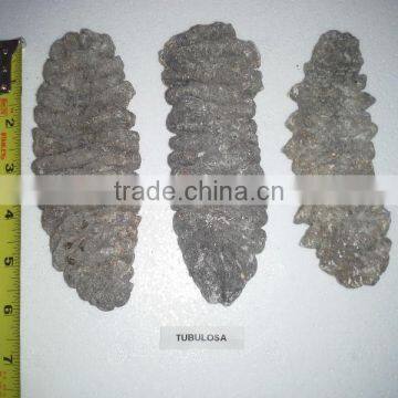 Isostichopus Fuscus photo-5