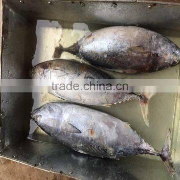 750G up Frozen WR bonito fish bonito for sale