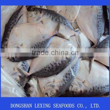 Hot Sale Frozen Moonfish Whole Round