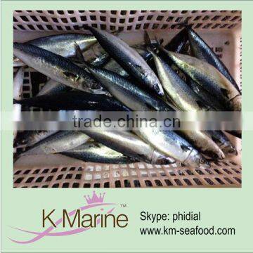 Wholesale mackerel fish from China