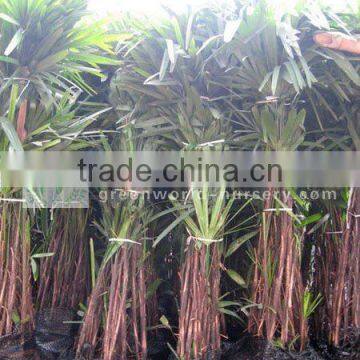 rhapis excelsa indoor palm trees