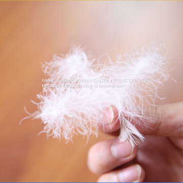 Feather and Down photo-5
