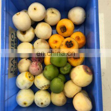 Electrical Melon/Lemon Peeling Machine,Industrial Kiwifruit/Pear/Apple Peeler Machine photo-3