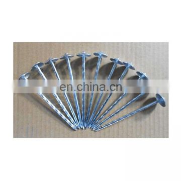 BWG12*2" umbrella big head zinc coated smooth shank roofing nail fasteners factory