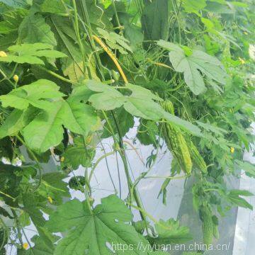 Strong Disease Resistant High Yield Bitter Gourd Seeds for Planting No.75 photo-3